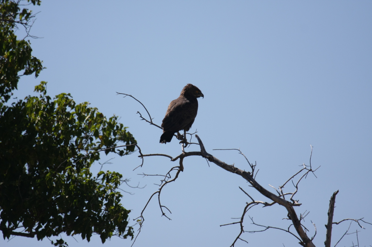 [19216] 2016_06_28_04_58_40_Africa_Canon_EOS_40D_IMG__10342.jpg