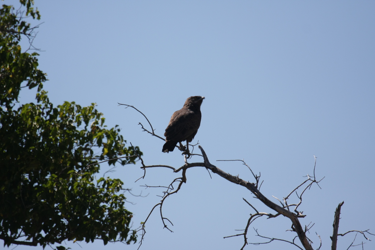 [19218] 2016_06_28_04_58_44_Africa_Canon_EOS_40D_IMG__00510.jpg