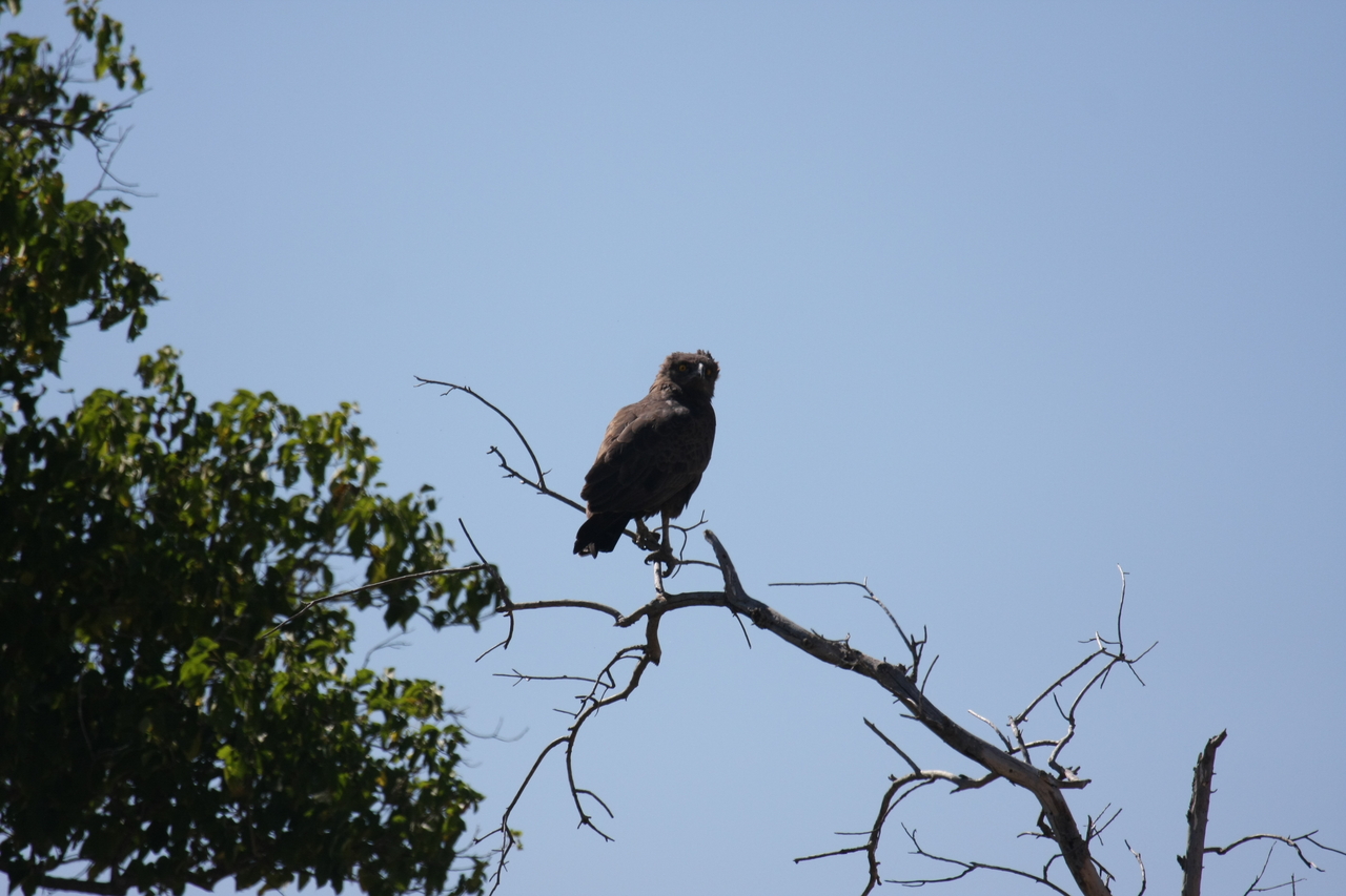 [19219] 2016_06_28_04_58_44_Africa_Canon_EOS_40D_IMG__00511.jpg