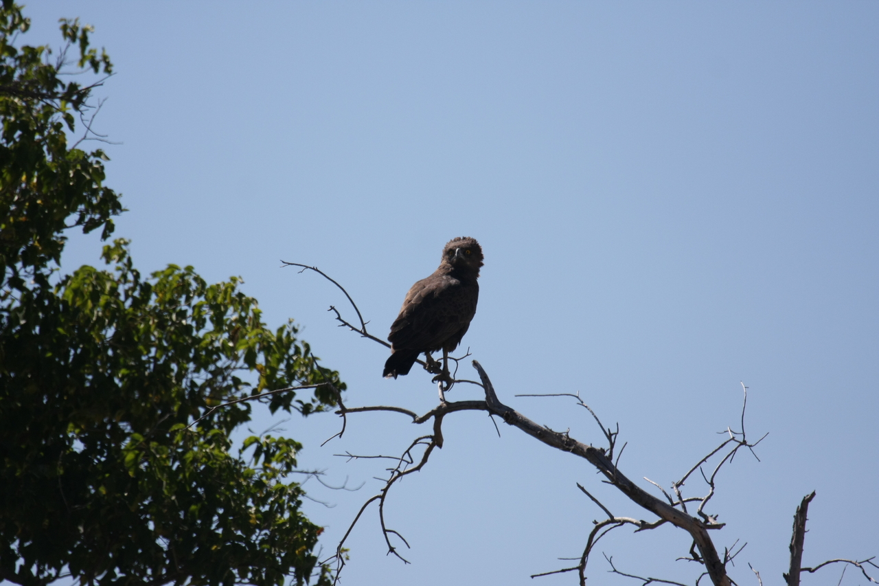 [19238] 2016_06_28_04_58_48_Africa_Canon_EOS_40D_IMG__00517.jpg