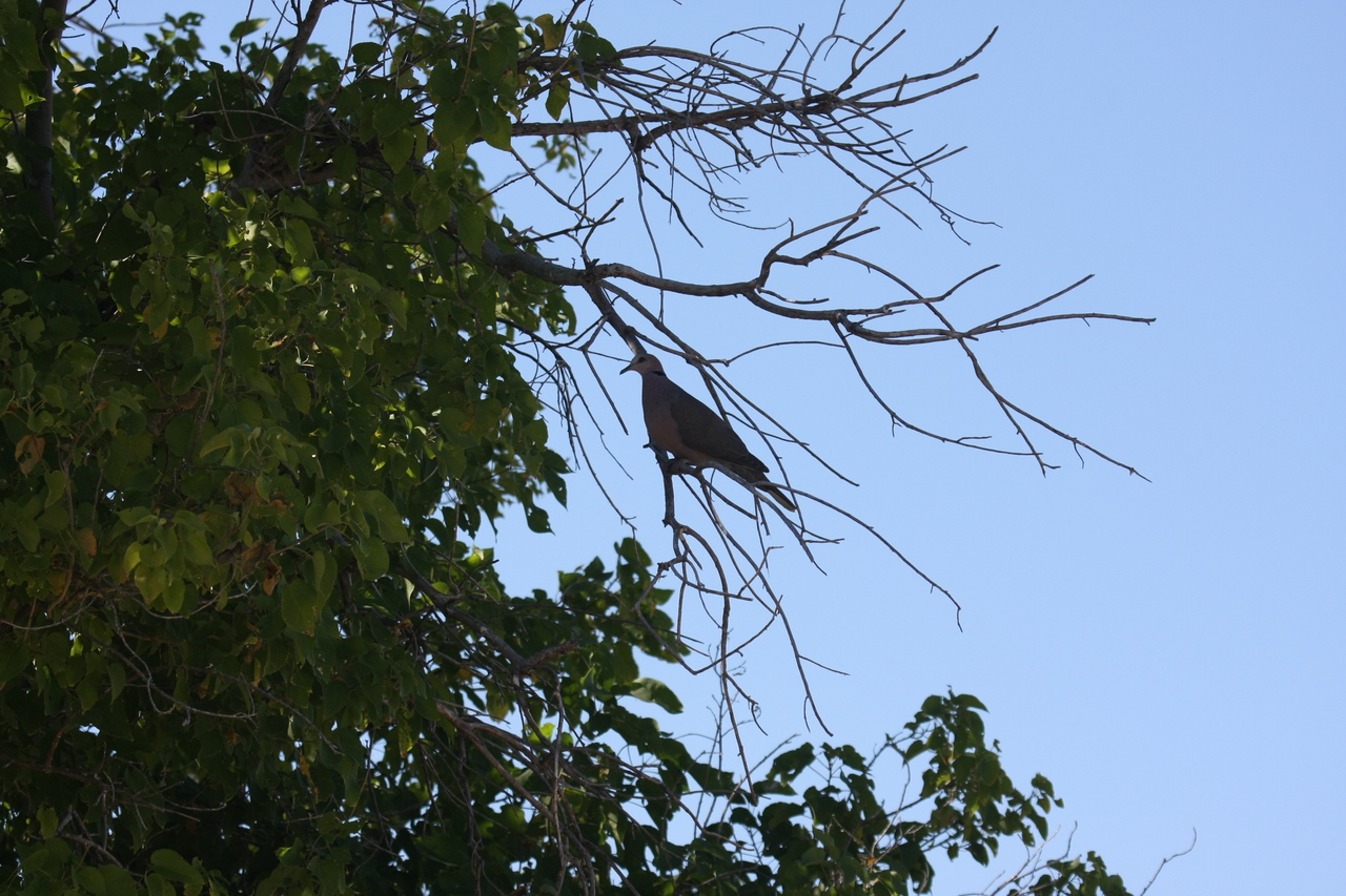 [19247] 2016_06_28_04_59_15_Africa_Canon_EOS_40D_IMG__00520.jpg