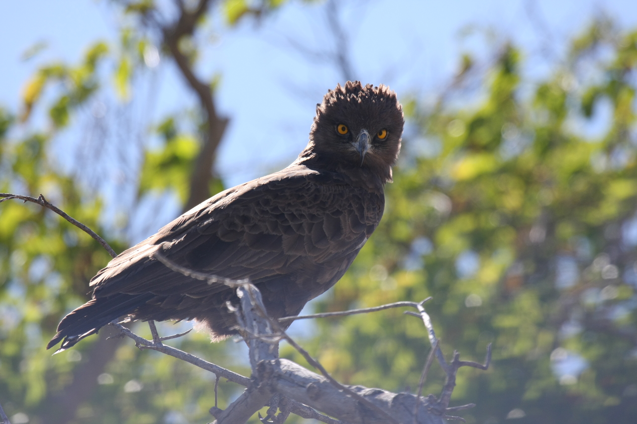 [19263] 2016_06_28_05_00_15_Africa_Canon_EOS_40D_IMG__00527.jpg