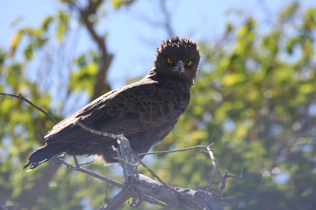 [19273] 2016_06_28_05_00_16_Africa_Canon_EOS_40D_IMG__10363.jpg