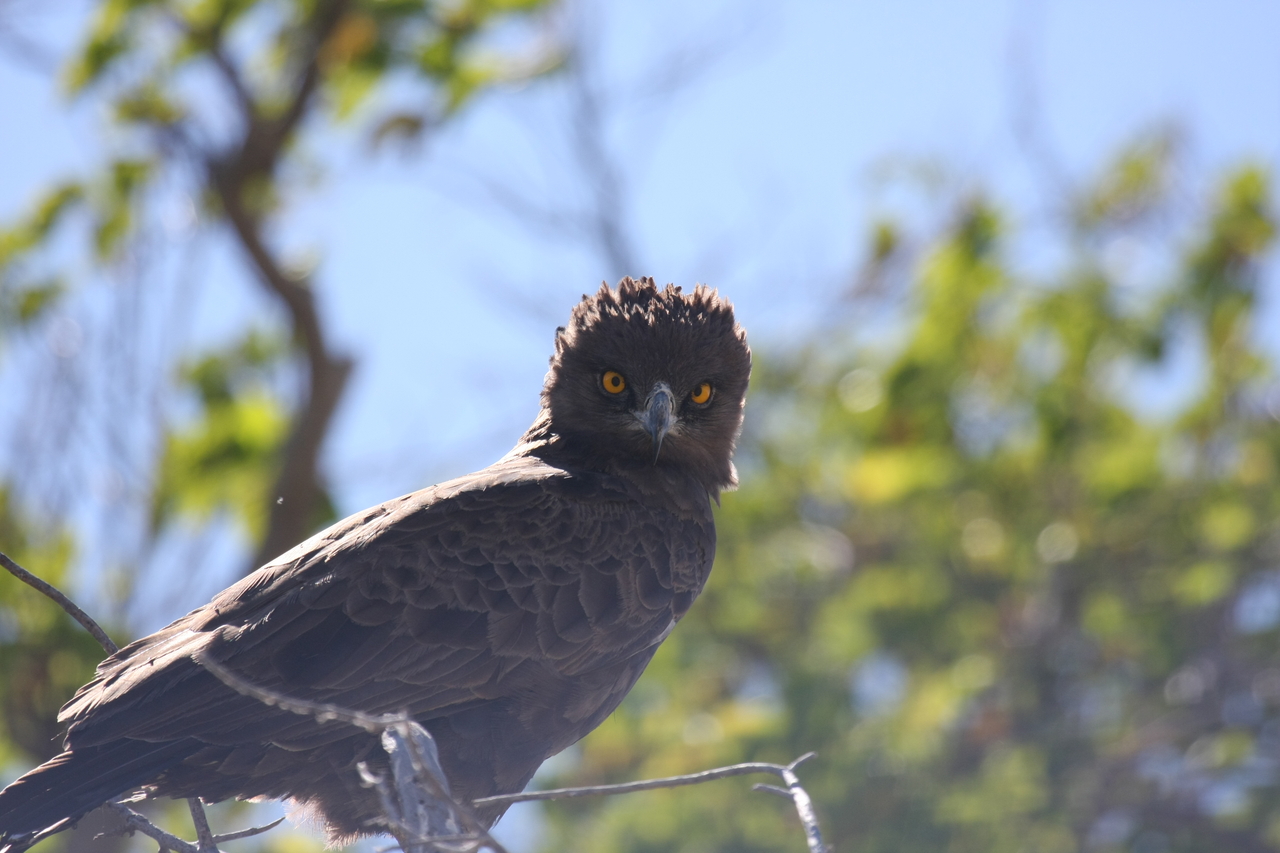 [19275] 2016_06_28_05_00_18_Africa_Canon_EOS_40D_IMG__00531.jpg