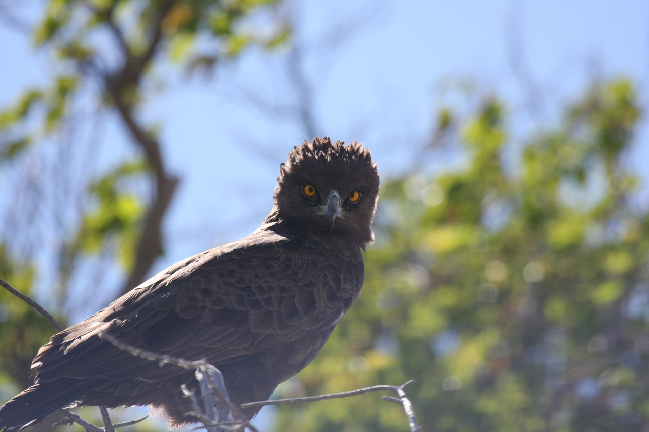 [19280] 2016_06_28_05_00_19_Africa_Canon_EOS_40D_IMG__00532.jpg