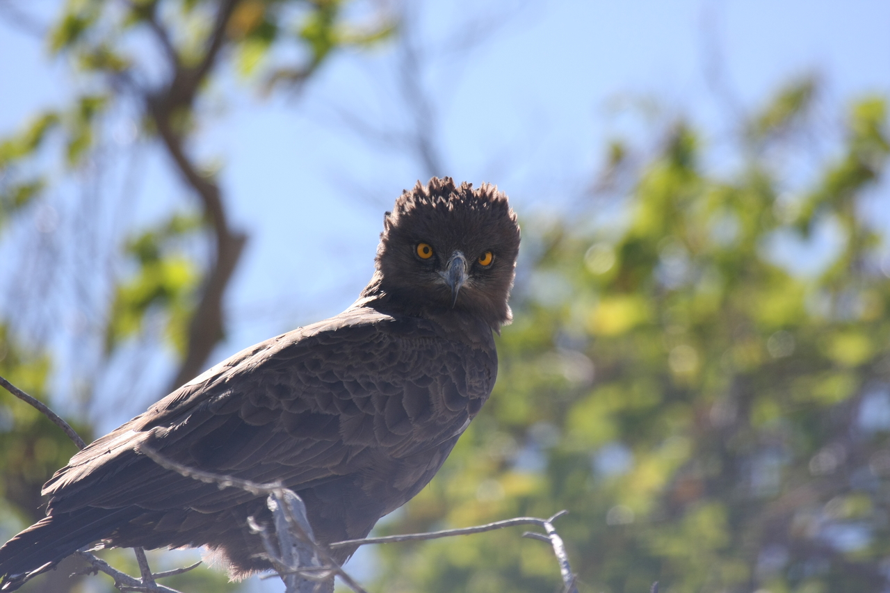 [19285] 2016_06_28_05_00_19_Africa_Canon_EOS_40D_IMG__10367.jpg