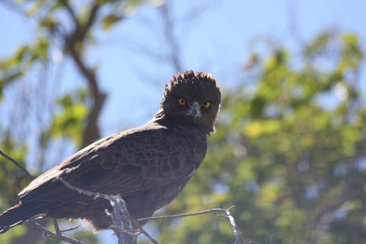 [19286] 2016_06_28_05_00_22_Africa_Canon_EOS_40D_IMG__00534.jpg