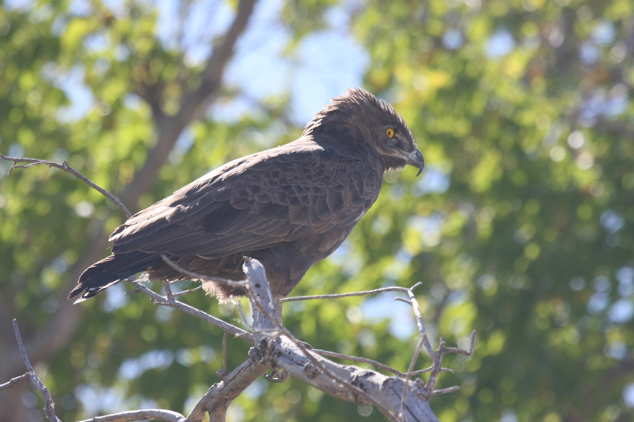 [19292] 2016_06_28_05_00_44_Africa_Canon_EOS_40D_IMG__00537.jpg