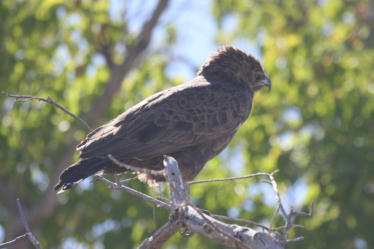 [19300] 2016_06_28_05_00_52_Africa_Canon_EOS_40D_IMG__00541.jpg