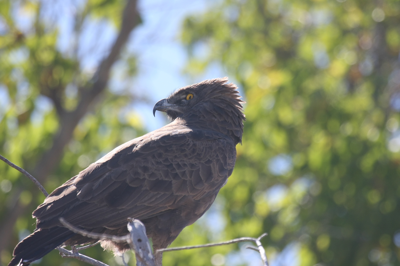 [19307] 2016_06_28_05_00_58_Africa_Canon_EOS_40D_IMG__00542.jpg