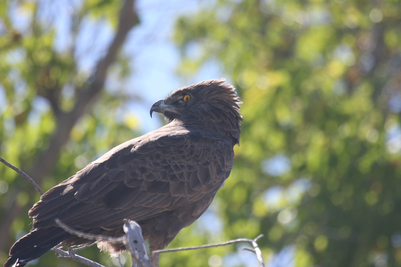 [19308] 2016_06_28_05_00_58_Africa_Canon_EOS_40D_IMG__00543.jpg