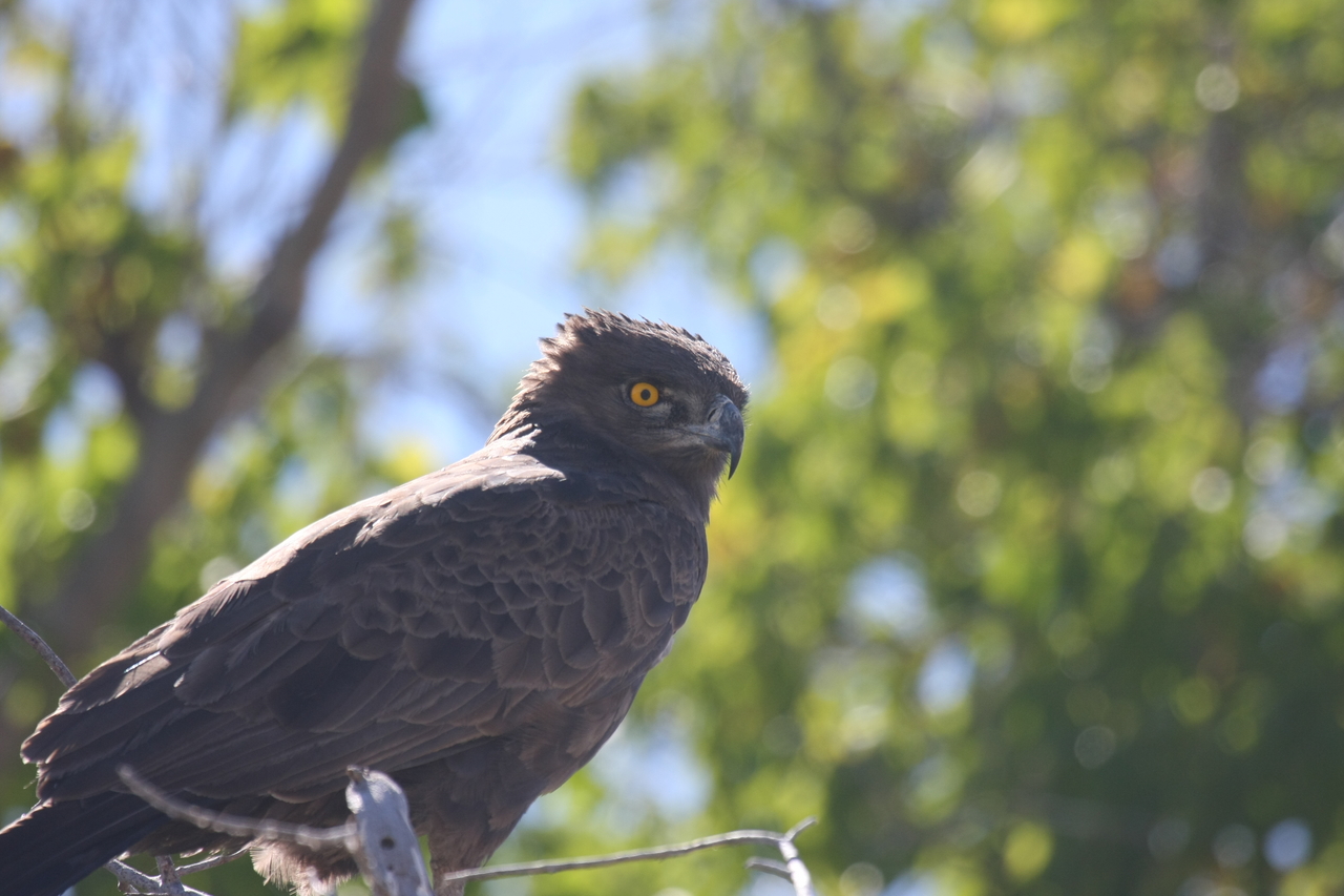 [19313] 2016_06_28_05_01_08_Africa_Canon_EOS_40D_IMG__00544.jpg