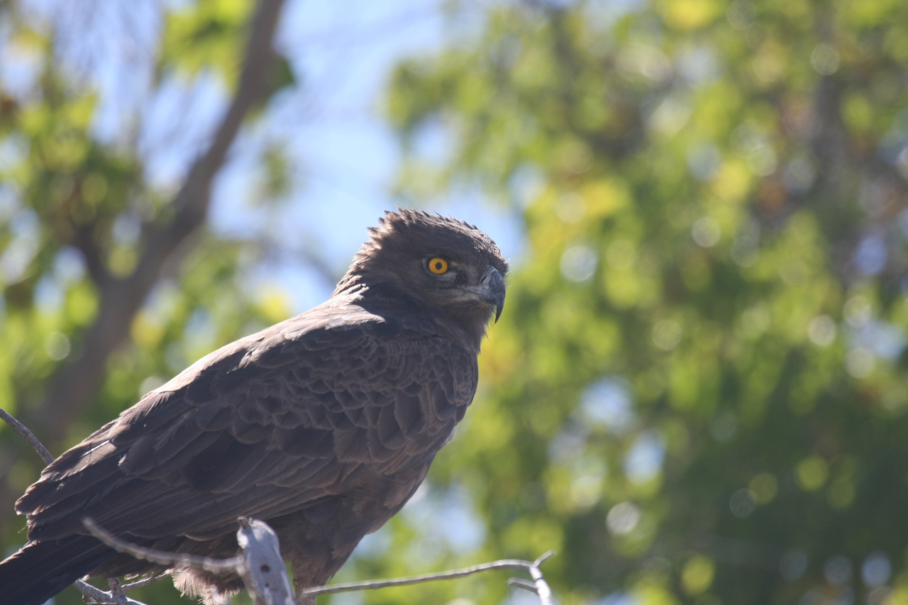 [19315] 2016_06_28_05_01_08_Africa_Canon_EOS_40D_IMG__00547.jpg
