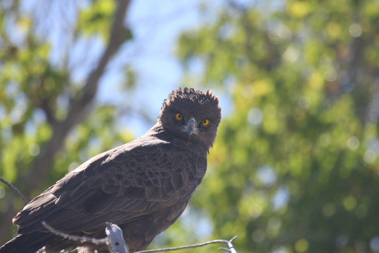 [19322] 2016_06_28_05_01_16_Africa_Canon_EOS_40D_IMG__00548.jpg