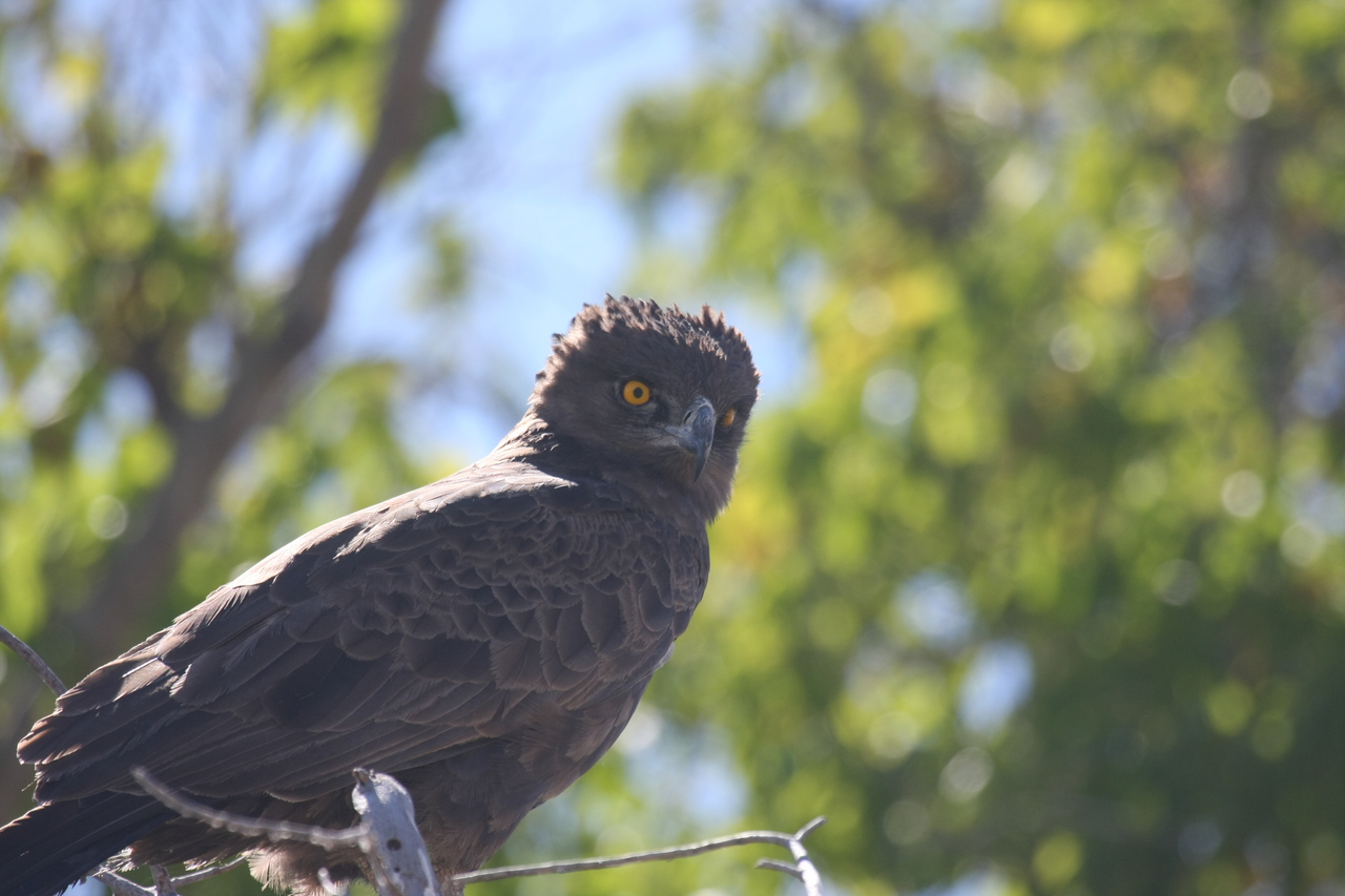 [19323] 2016_06_28_05_01_16_Africa_Canon_EOS_40D_IMG__00549.jpg