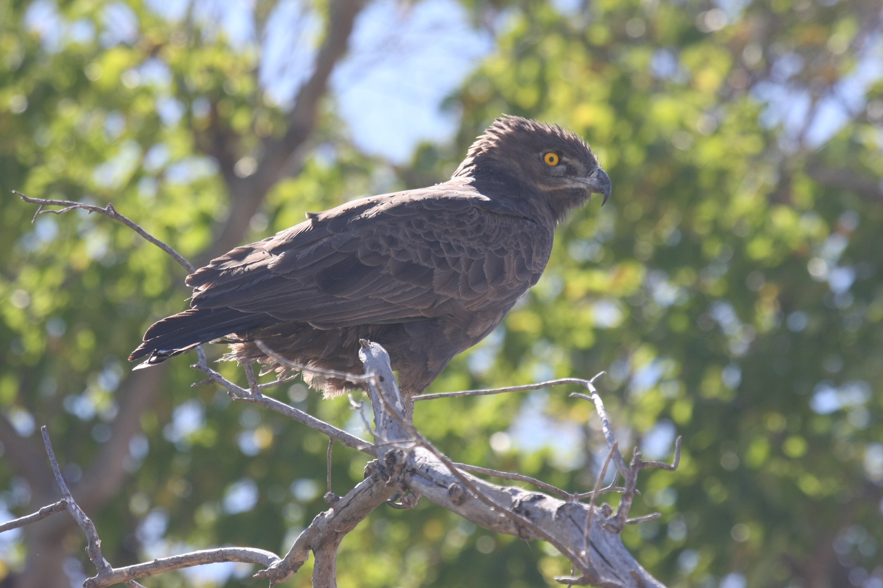 [19332] 2016_06_28_05_02_02_Africa_Canon_EOS_40D_IMG__00552.jpg