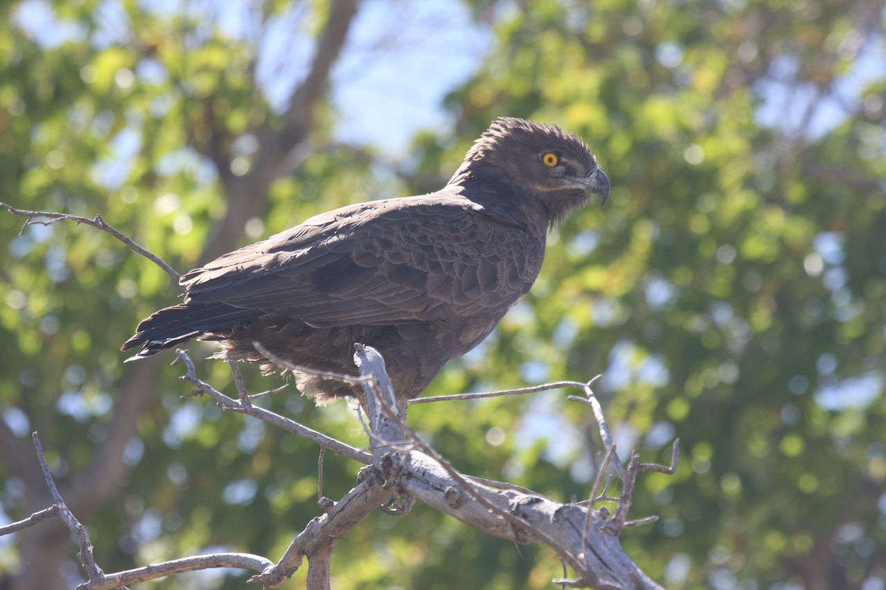 [19339] 2016_06_28_05_02_02_Africa_Canon_EOS_40D_IMG__10387.jpg