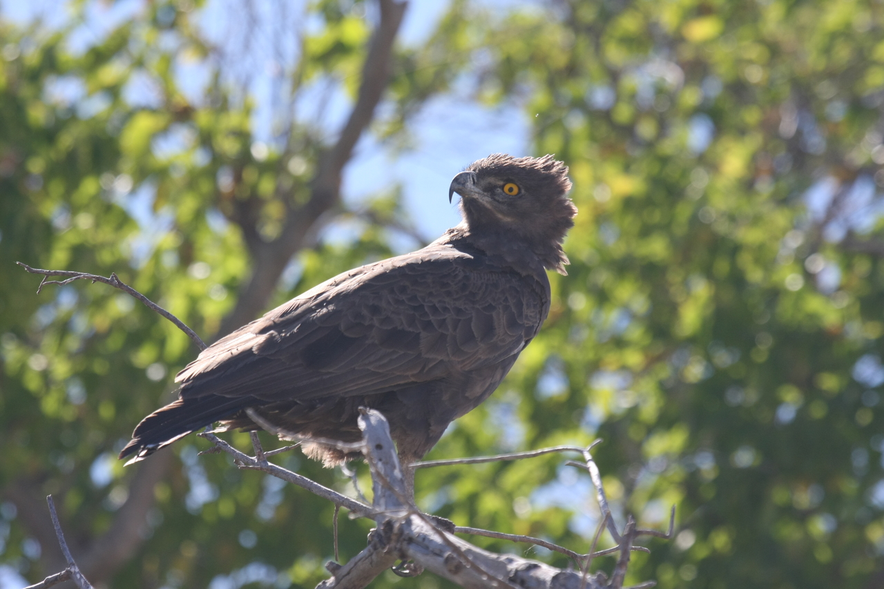[19340] 2016_06_28_05_02_08_Africa_Canon_EOS_40D_IMG__00554.jpg
