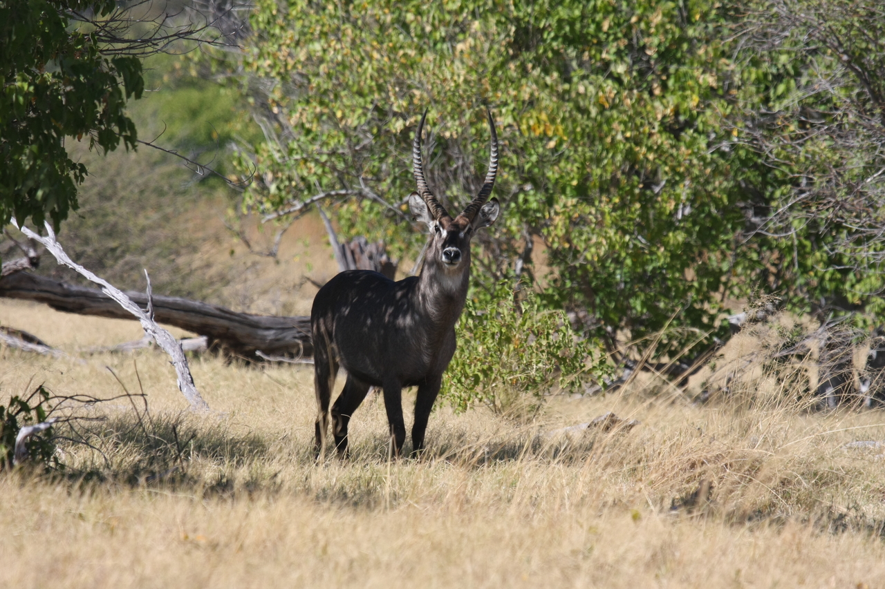[19361] 2016_06_28_05_08_00_Africa_Canon_EOS_40D_IMG__00563.jpg