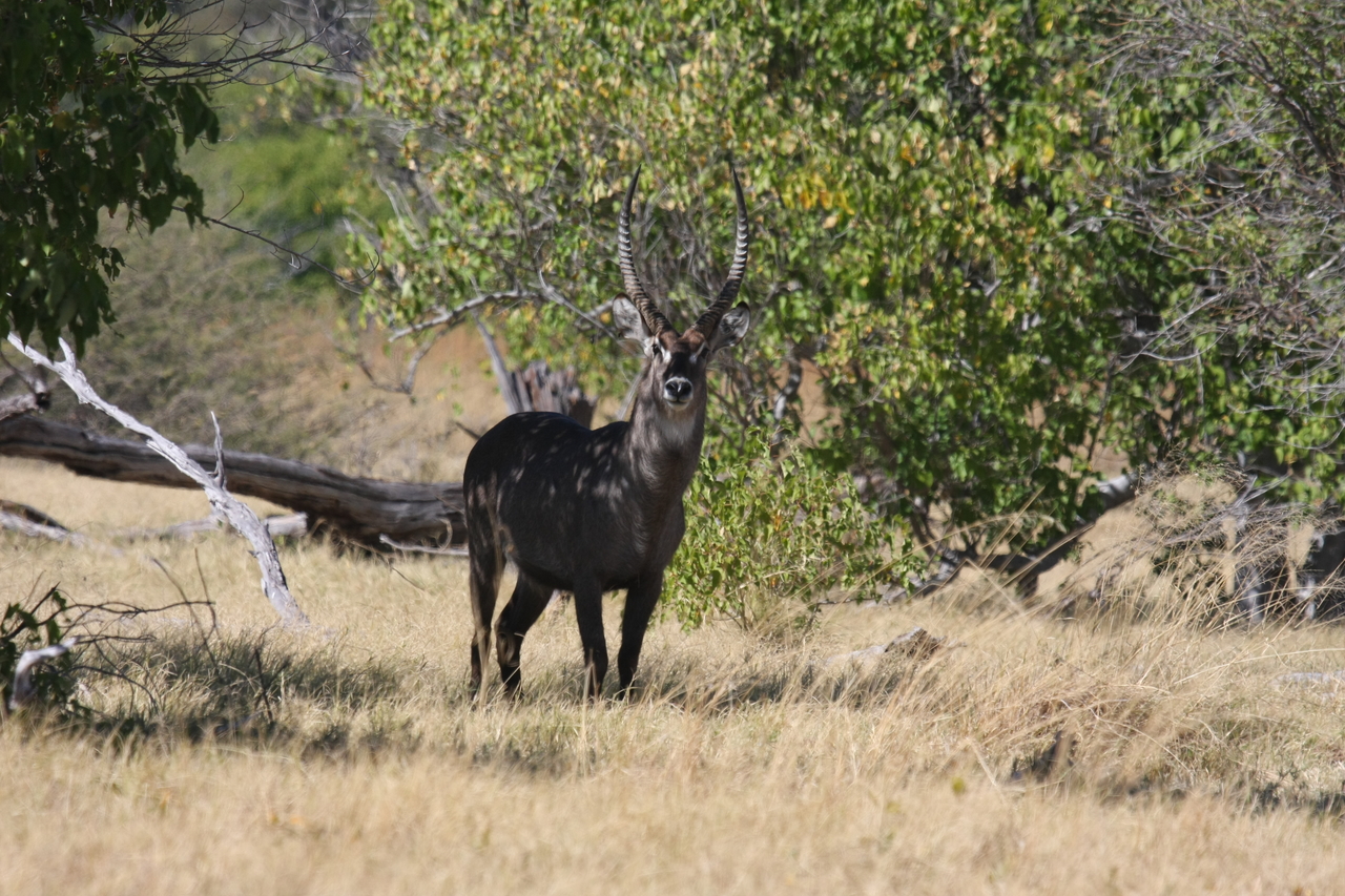 [19362] 2016_06_28_05_08_00_Africa_Canon_EOS_40D_IMG__00564.jpg