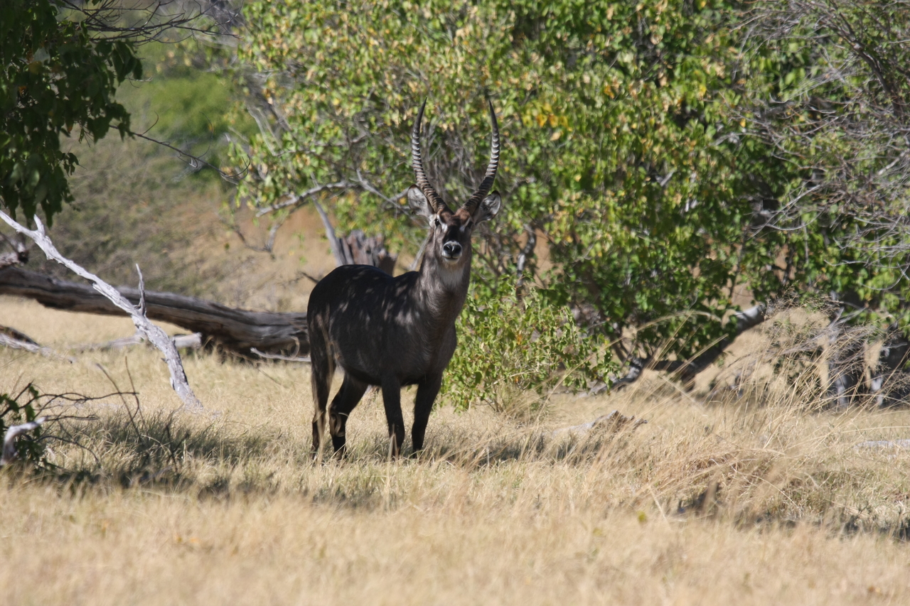 [19363] 2016_06_28_05_08_00_Africa_Canon_EOS_40D_IMG__00565.jpg
