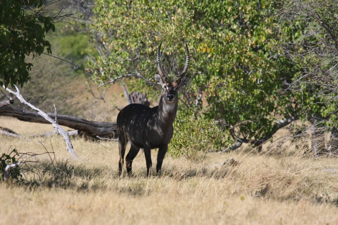 [19372] 2016_06_28_05_08_05_Africa_Canon_EOS_40D_IMG__00568.jpg