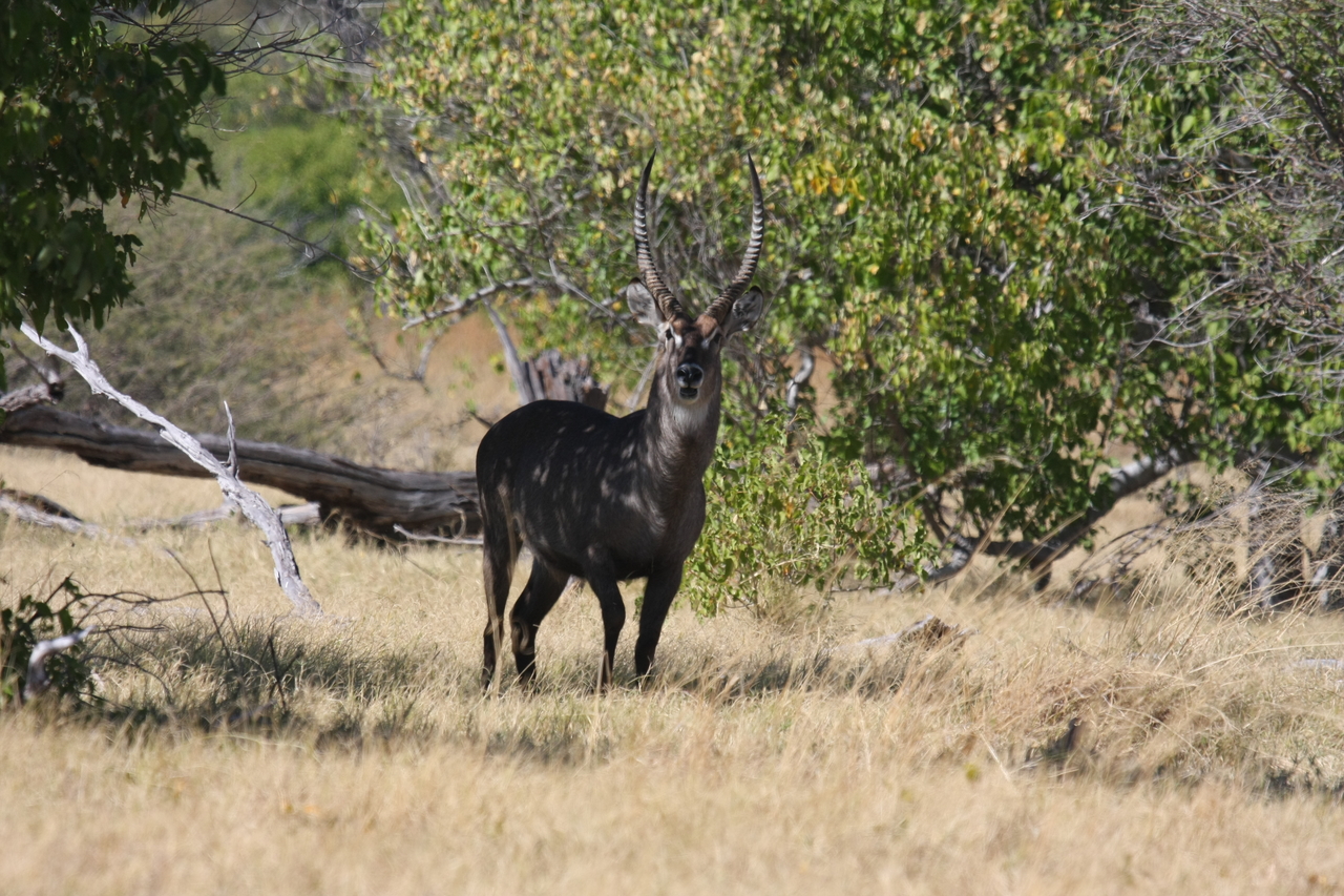 [19376] 2016_06_28_05_08_05_Africa_Canon_EOS_40D_IMG__10400.jpg