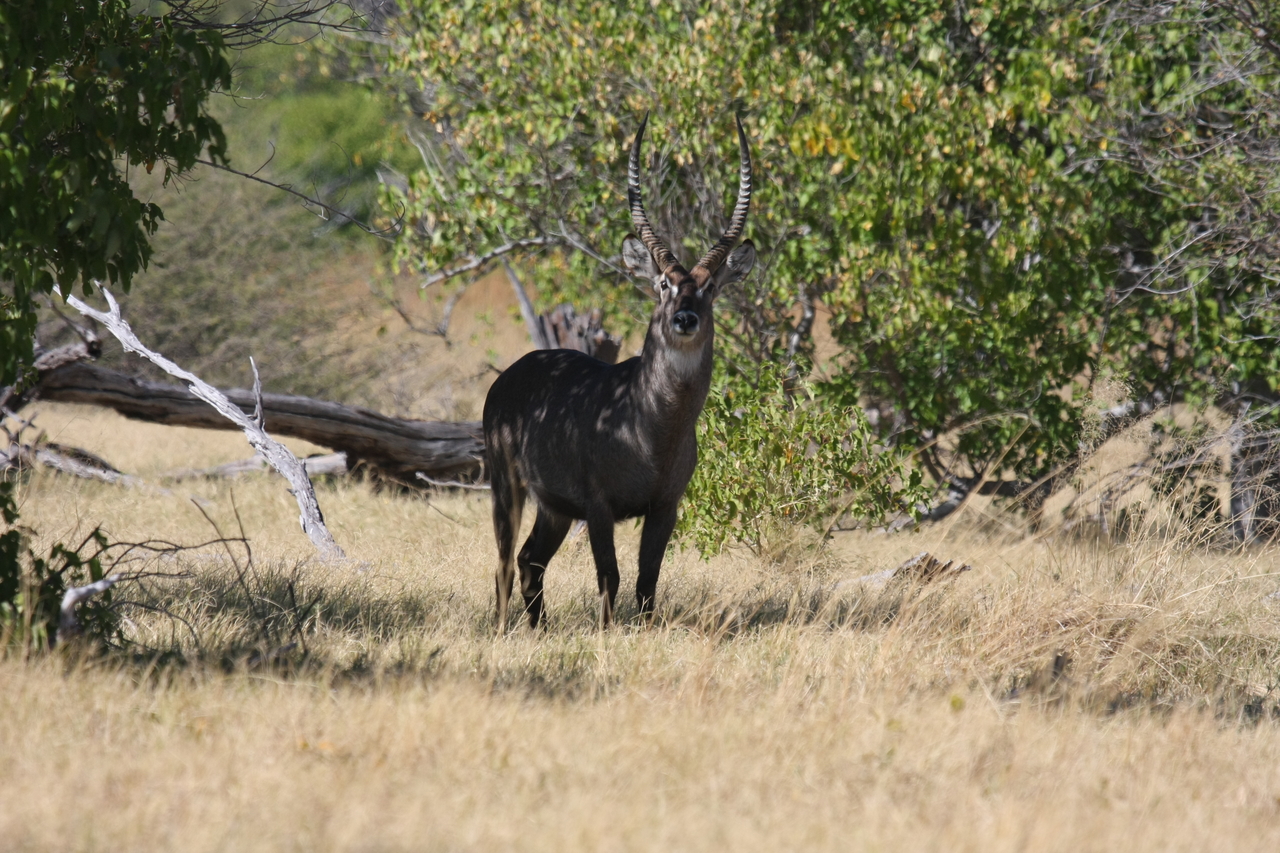[19385] 2016_06_28_05_08_16_Africa_Canon_EOS_40D_IMG__10404.jpg