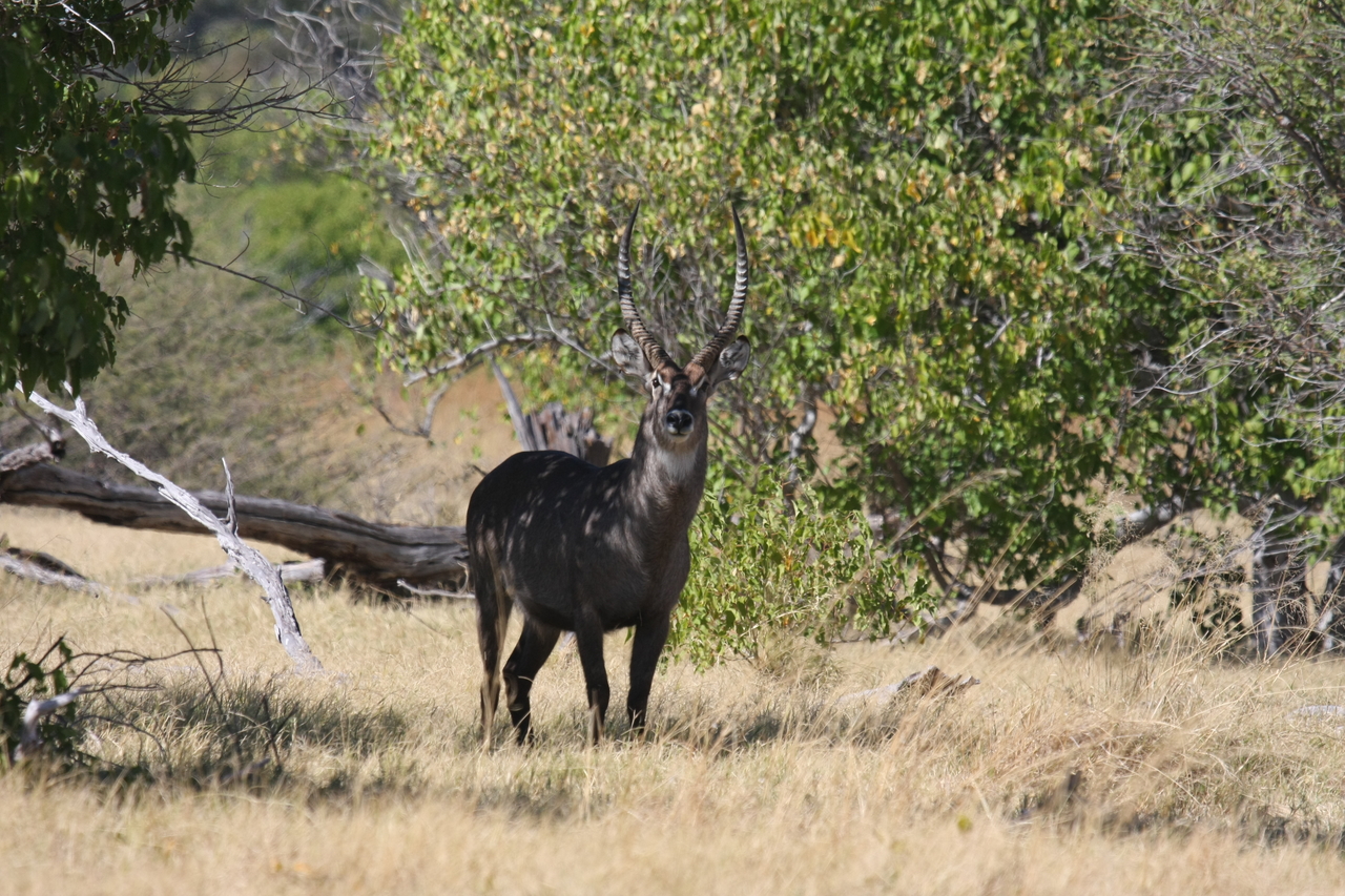 [19388] 2016_06_28_05_08_21_Africa_Canon_EOS_40D_IMG__00573.jpg