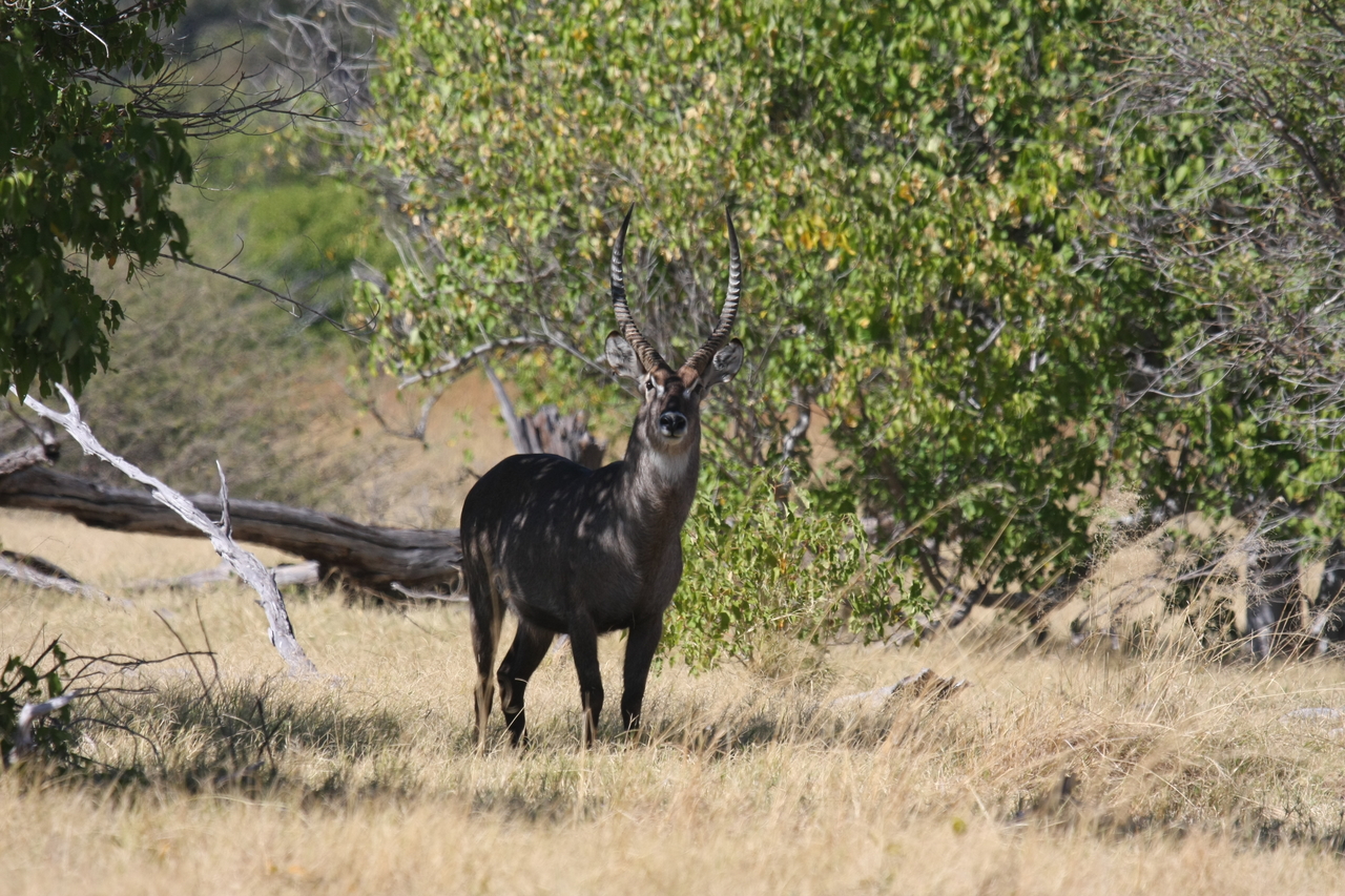 [19395] 2016_06_28_05_08_21_Africa_Canon_EOS_40D_IMG__10408.jpg