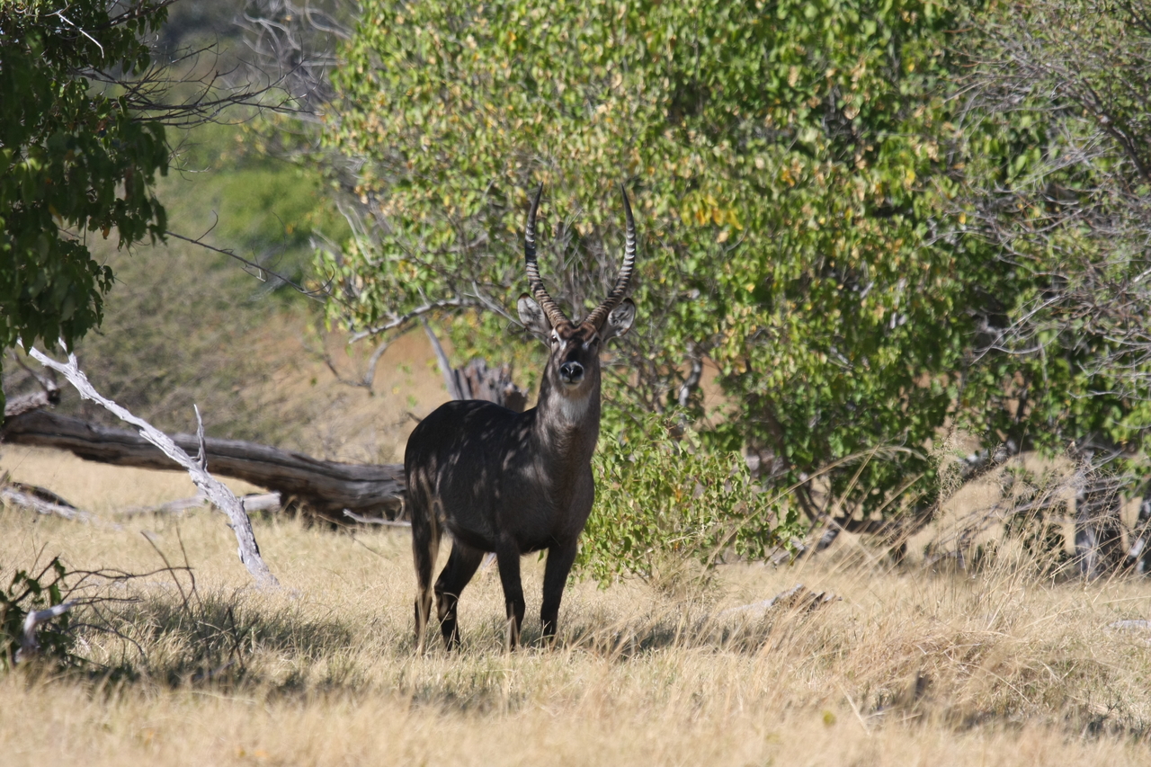 [19397] 2016_06_28_05_08_33_Africa_Canon_EOS_40D_IMG__00576.jpg