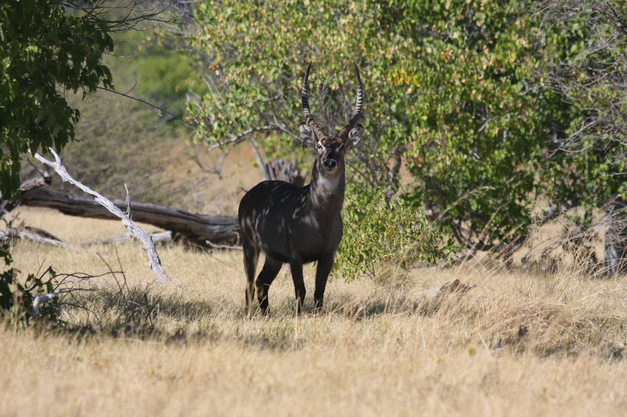 [19404] 2016_06_28_05_08_49_Africa_Canon_EOS_40D_IMG__00579.jpg