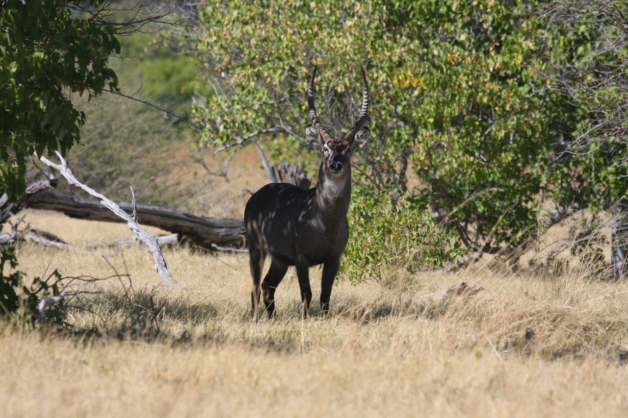 [19407] 2016_06_28_05_08_49_Africa_Canon_EOS_40D_IMG__10412.jpg