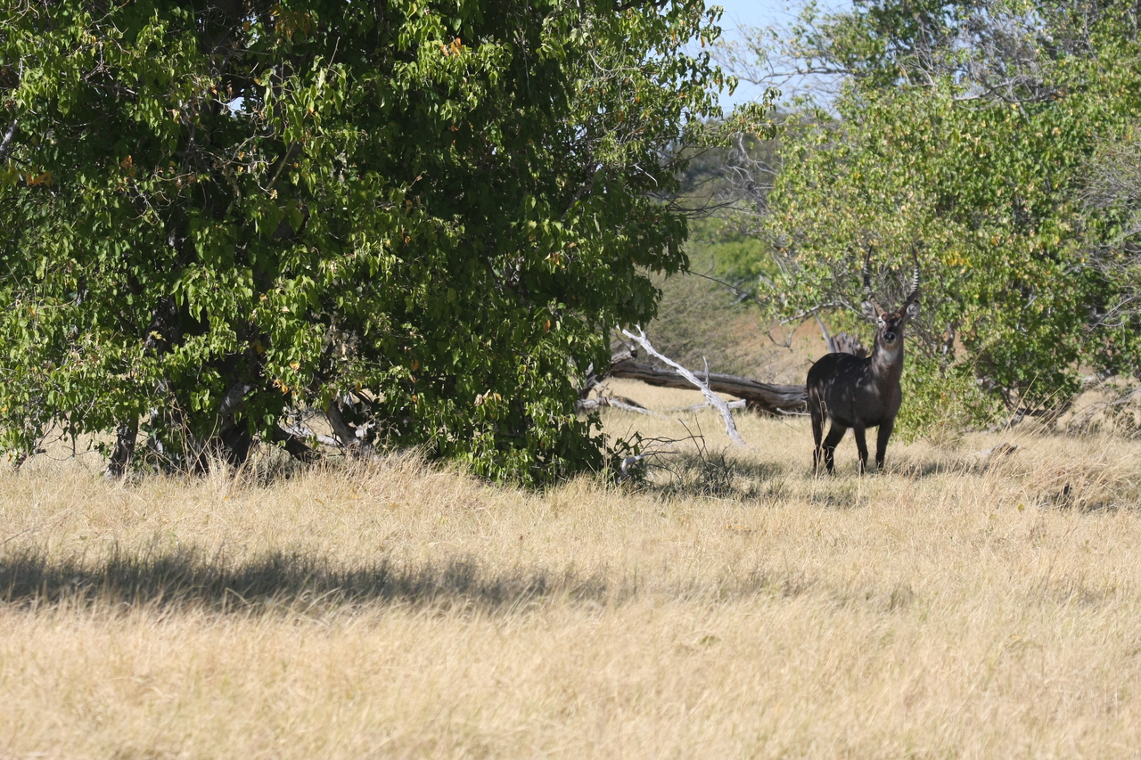 [19410] 2016_06_28_05_09_06_Africa_Canon_EOS_40D_IMG__00582.jpg