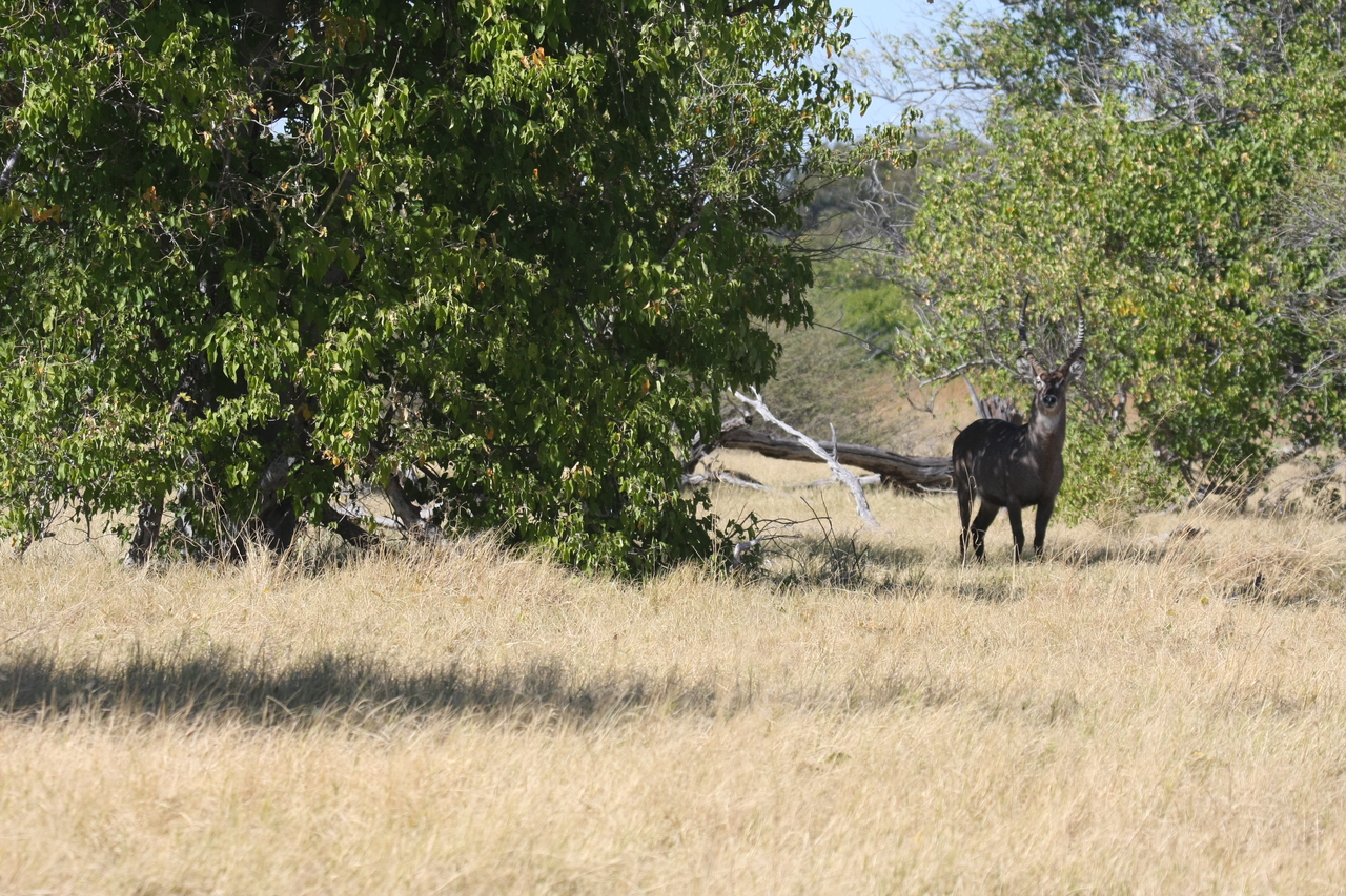 [19413] 2016_06_28_05_09_06_Africa_Canon_EOS_40D_IMG__10415.jpg