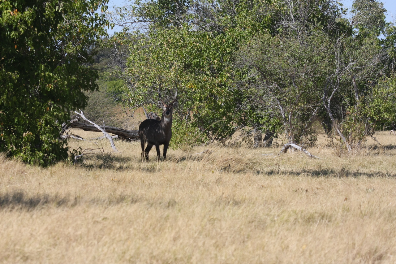 [19415] 2016_06_28_05_09_14_Africa_Canon_EOS_40D_IMG__00583.jpg