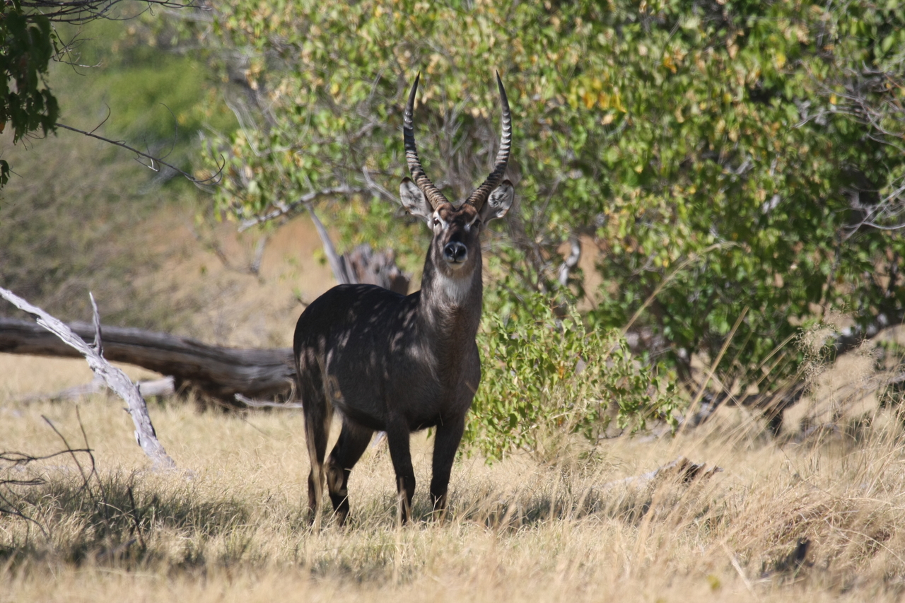 [19425] 2016_06_28_05_09_31_Africa_Canon_EOS_40D_IMG__10419.jpg