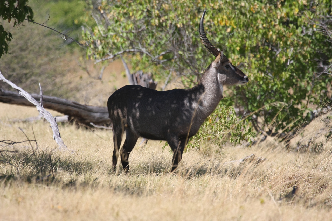 [19427] 2016_06_28_05_10_12_Africa_Canon_EOS_40D_IMG__00587.jpg