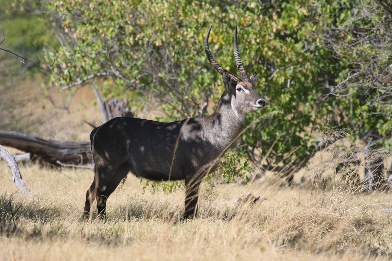 [19434] 2016_06_28_05_10_20_Africa_Canon_EOS_40D_IMG__00590.jpg