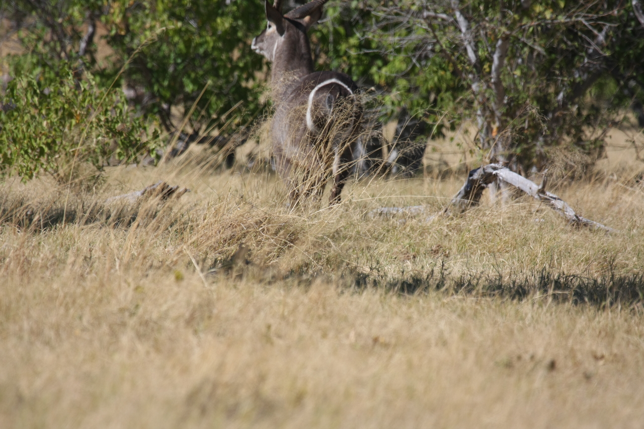 [19450] 2016_06_28_05_10_35_Africa_Canon_EOS_40D_IMG__10429.jpg