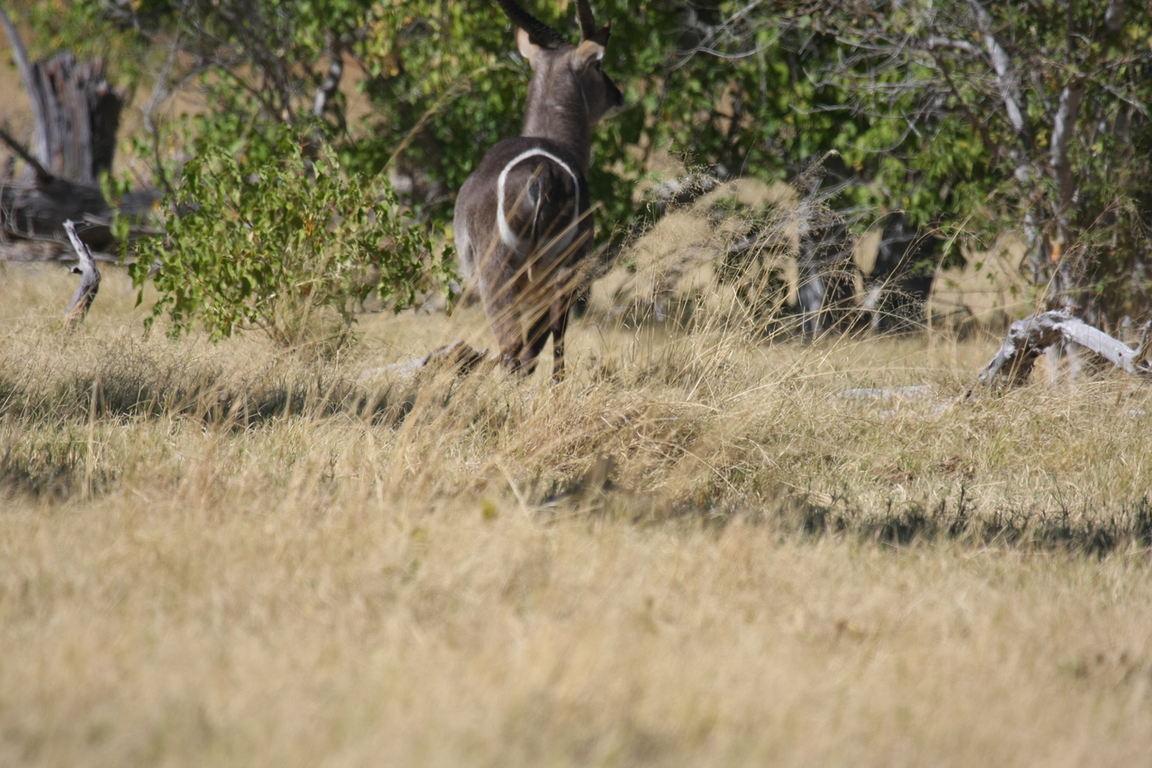 [19451] 2016_06_28_05_10_39_Africa_Canon_EOS_40D_IMG__00596.jpg