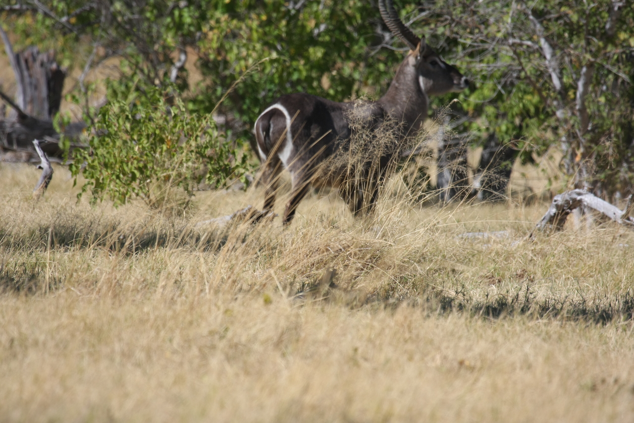 [19460] 2016_06_28_05_10_40_Africa_Canon_EOS_40D_IMG__00599.jpg
