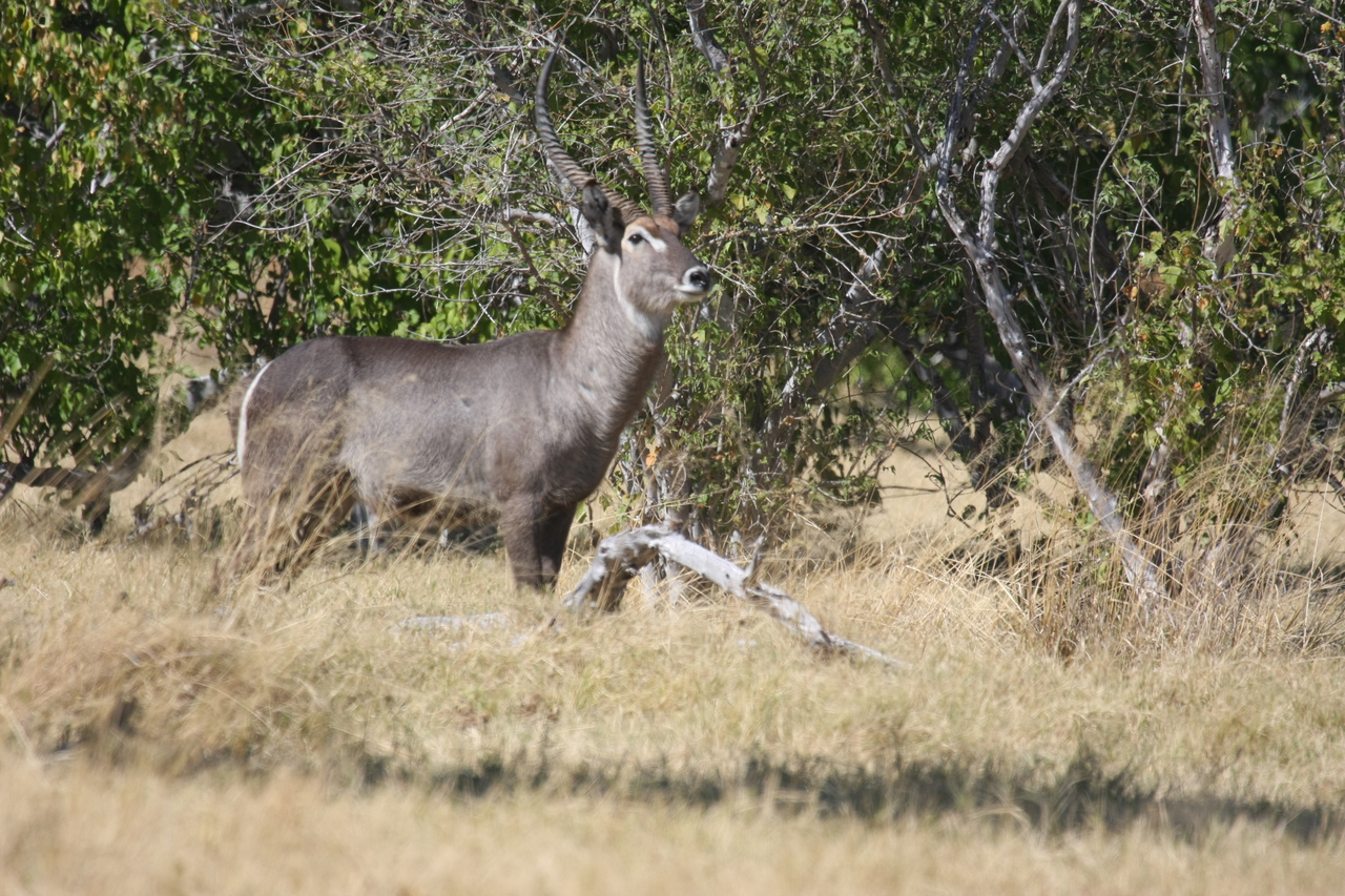 [19467] 2016_06_28_05_10_44_Africa_Canon_EOS_40D_IMG__00603.jpg