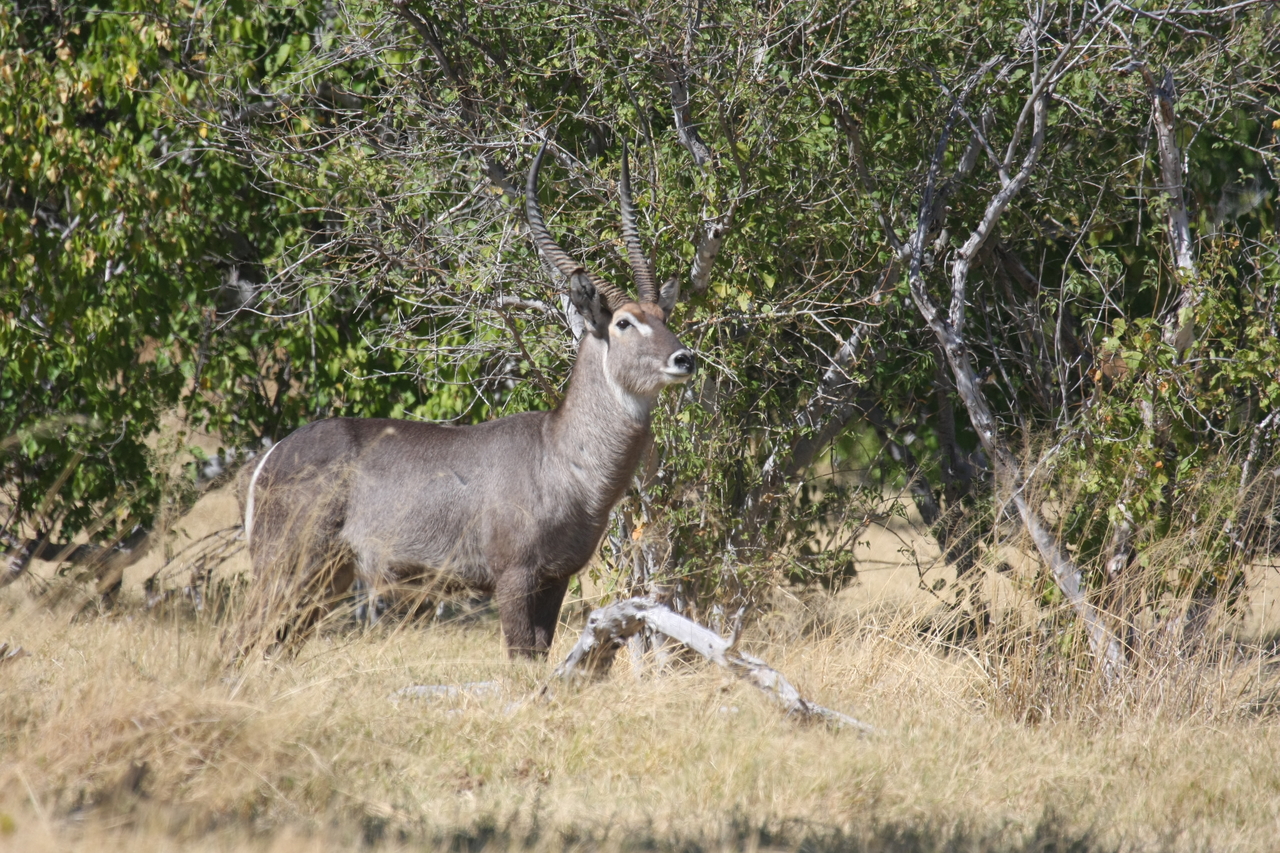 [19477] 2016_06_28_05_10_46_Africa_Canon_EOS_40D_IMG__10439.jpg