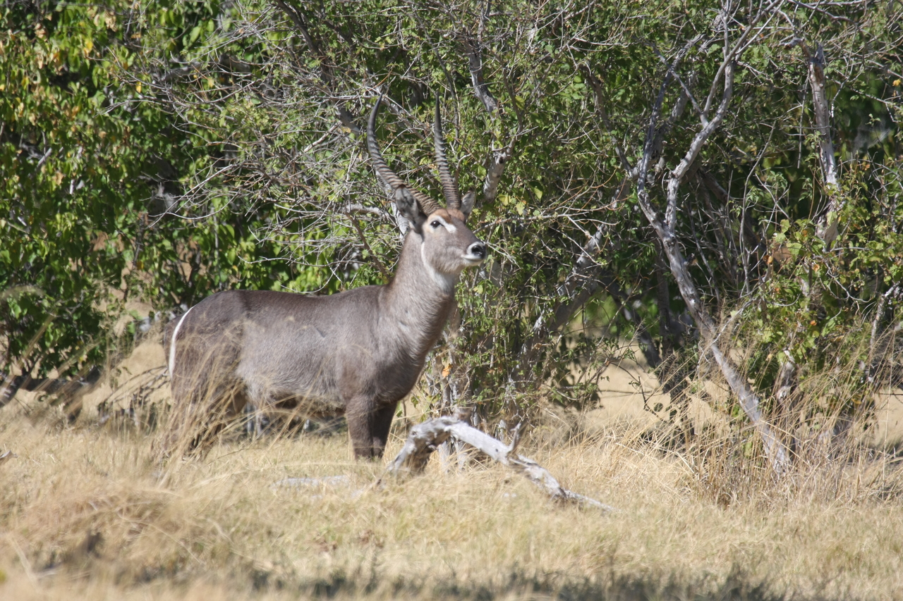 [19484] 2016_06_28_05_10_47_Africa_Canon_EOS_40D_IMG__10440.jpg