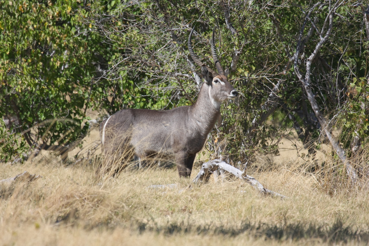 [19493] 2016_06_28_05_11_06_Africa_Canon_EOS_40D_IMG__10443.jpg