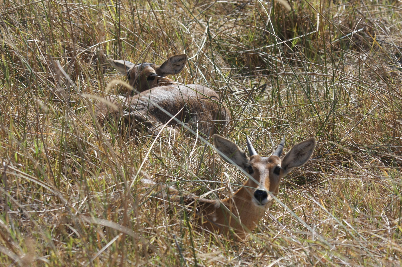 [19525] 2016_06_28_05_18_30_Africa_Canon_EOS_40D_IMG__03009.jpg