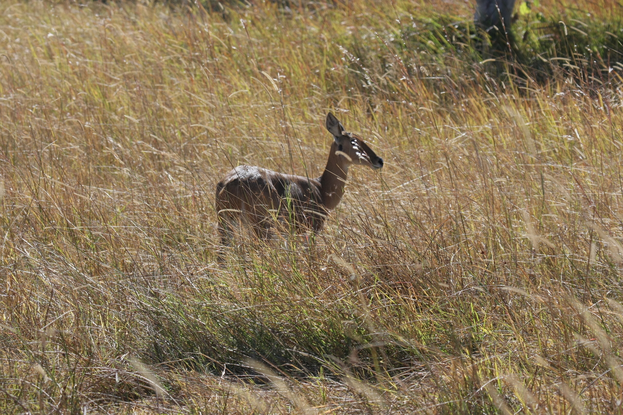 [19530] 2016_06_28_05_18_53_Africa_Canon_EOS_40D_IMG__00626.jpg