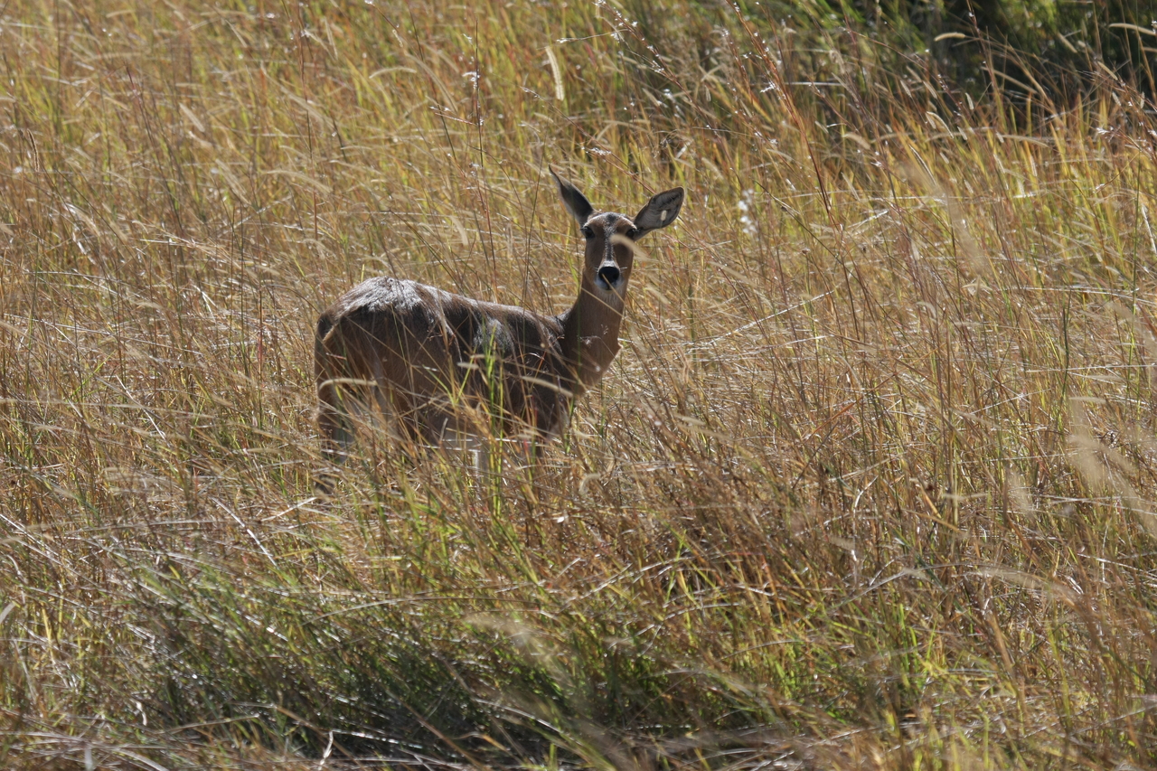 [19535] 2016_06_28_05_19_01_Africa_Canon_EOS_40D_IMG__00627.jpg