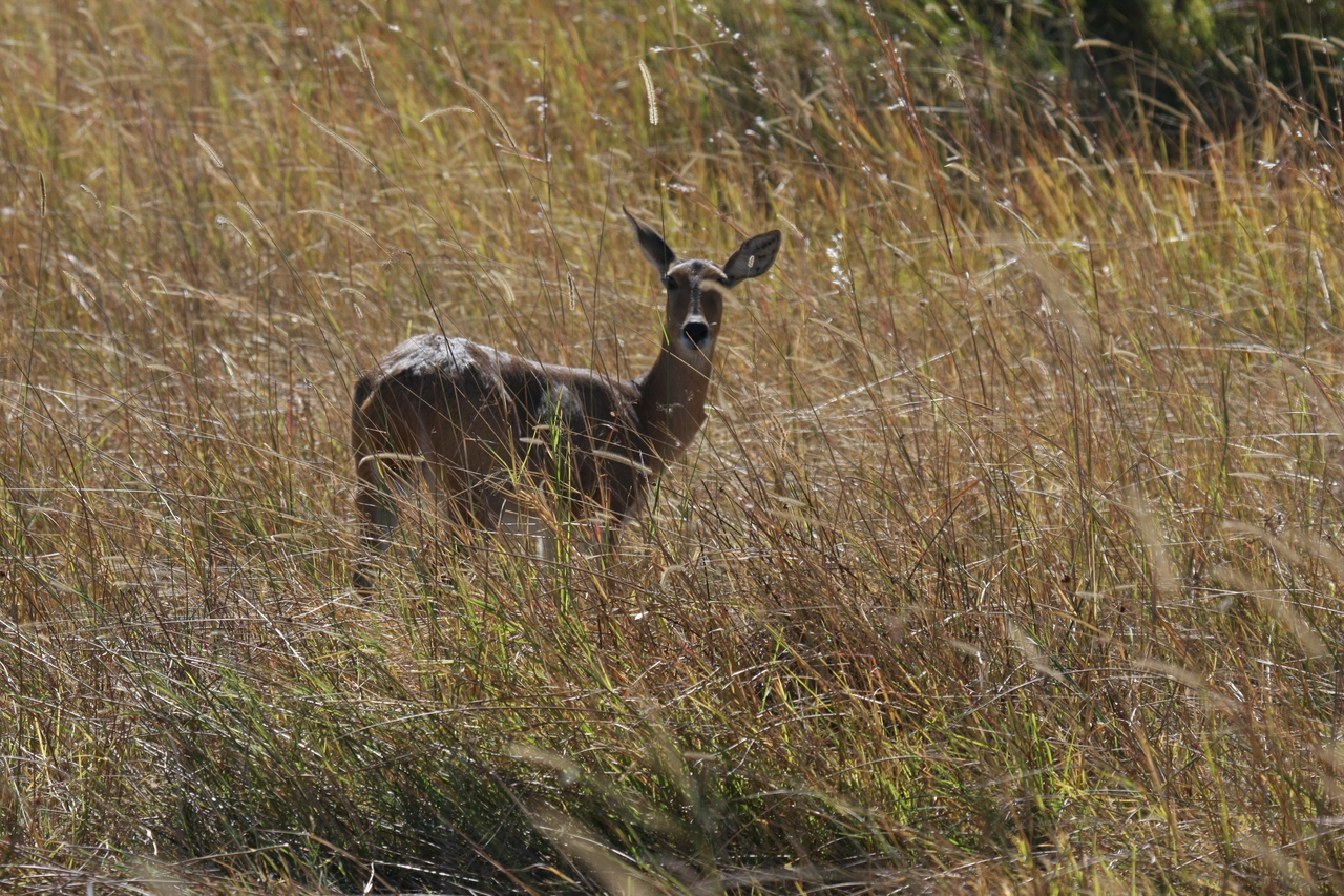 [19537] 2016_06_28_05_19_01_Africa_Canon_EOS_40D_IMG__00629.jpg